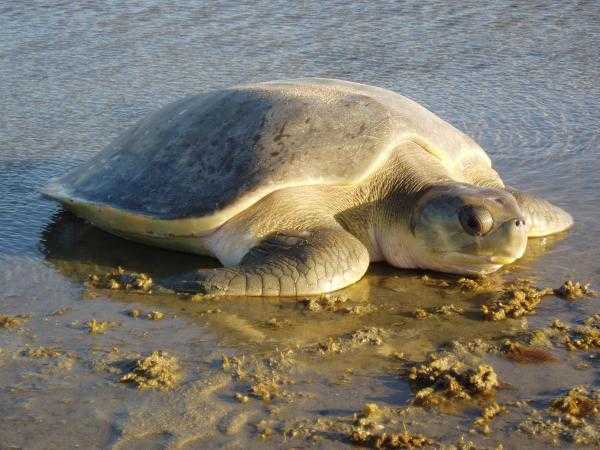 Красноухая черепаха: обзор видов рептилий, фото, внешний вид, повадки, размеры, отличия