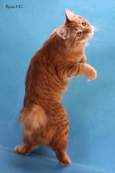 Порода кошек с закрученным хвостом — фото; как появился пушистый рингтейл: кот и кошка с закрученным хвостом, почему у кошки закручен хвост