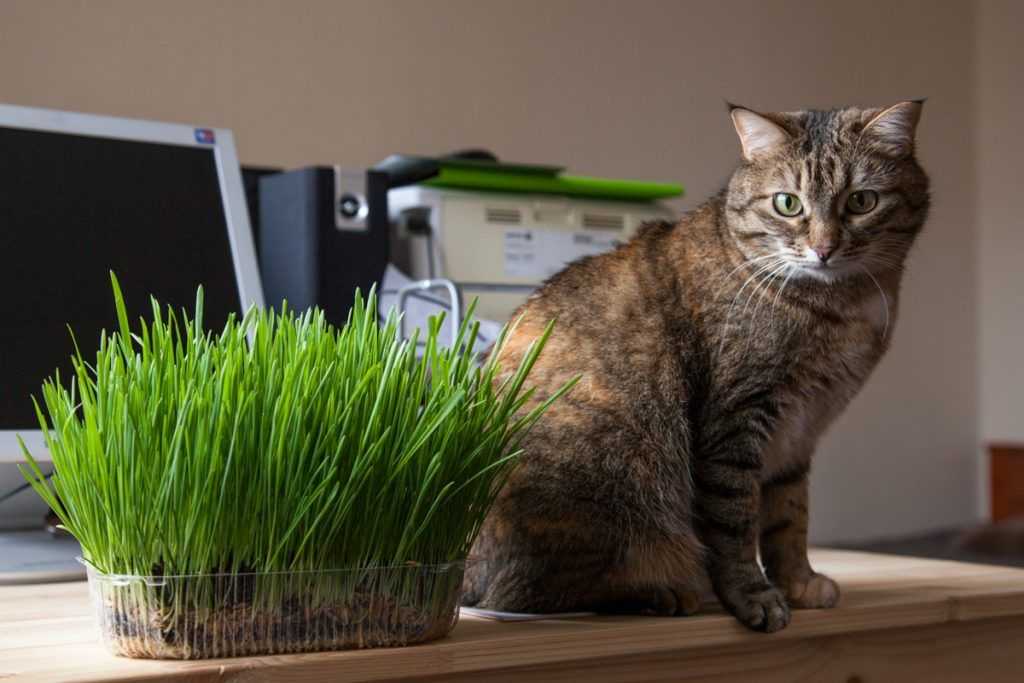 Почему кошки едят траву? — миркошек.рф - oozoo.ru