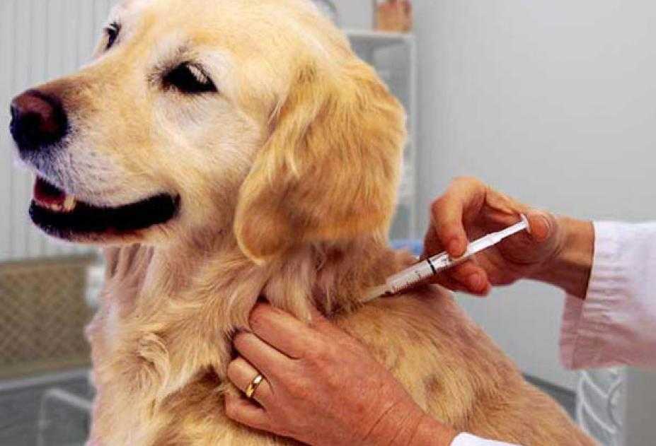 Зачем нужна прививка от бешенства собаке. подготовка к процедуре.