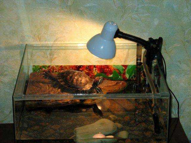 Уф лампа для черепах и ящериц. как сделать правильный выбор?