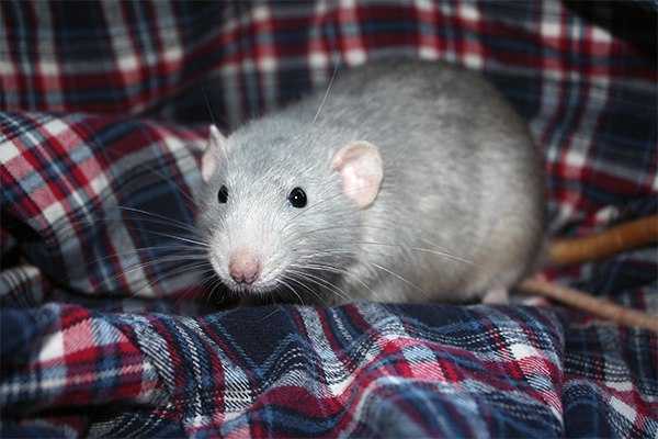 ᐉ почему домашняя крыса лижет руки - zoopalitra-spb.ru