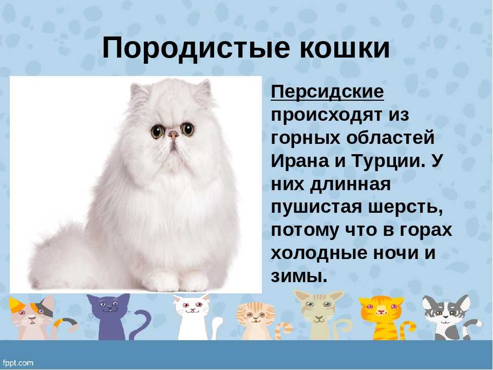 Породы кошек 1 класс. Презентация про кошек. Персидская кошка информация. Персидская кошка презентация. Сведения о персидской кошке.