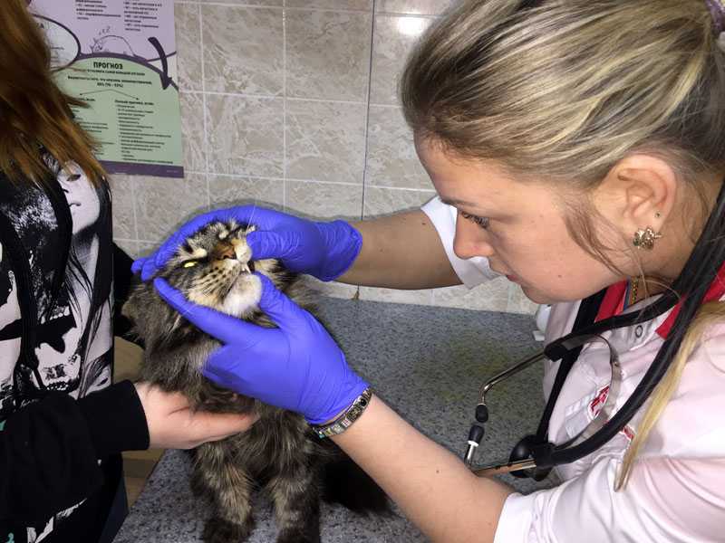 Ушной клещ (отодектоз) у кошек - лечение в ветклинике