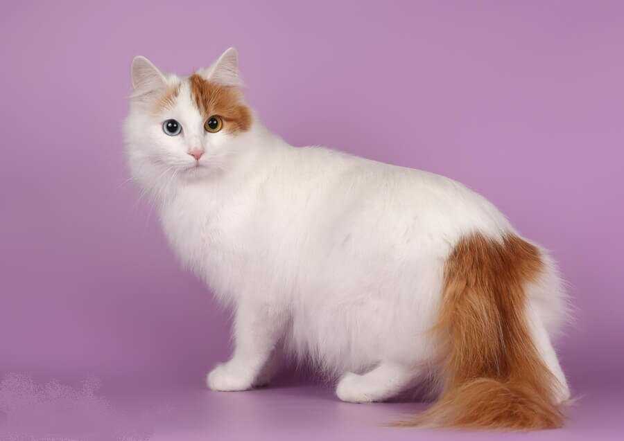 Турецкий ван (ванская кошка): топ-150 фото + полное описание породы