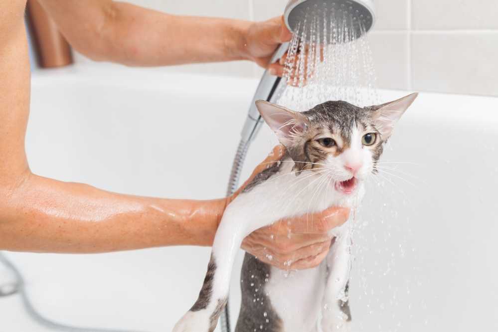 Как часто можно купать кошек и котов: нужно ли мыть домашнюю кошку, и если да, то как это правильно делать?