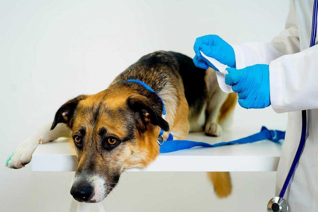 Удаление инородного тела у собаки