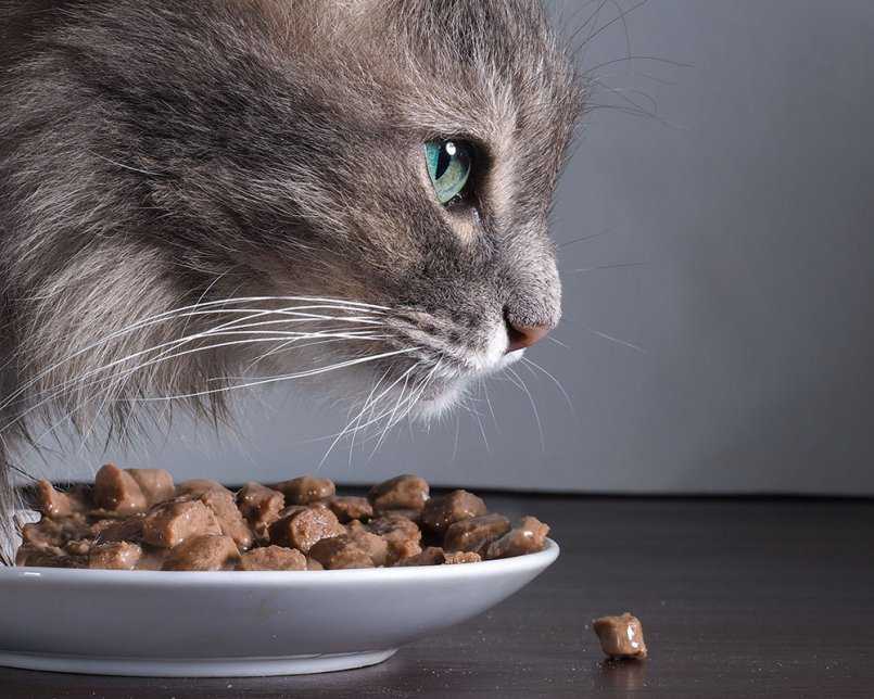 Натуральный корм для кошек: рецепты в домашних условиях, чем нельзя кормить