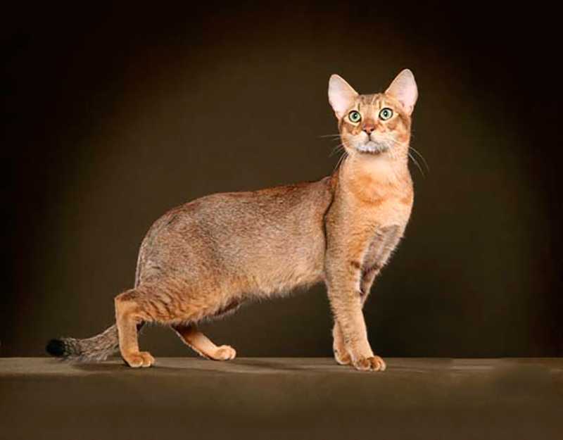 Чаузи кошка: описание породы и характера, внешность, уход и содержание, кормление