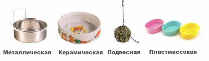ᐉ шар для хомяка: польза, правила эксплуатации - zooon.ru