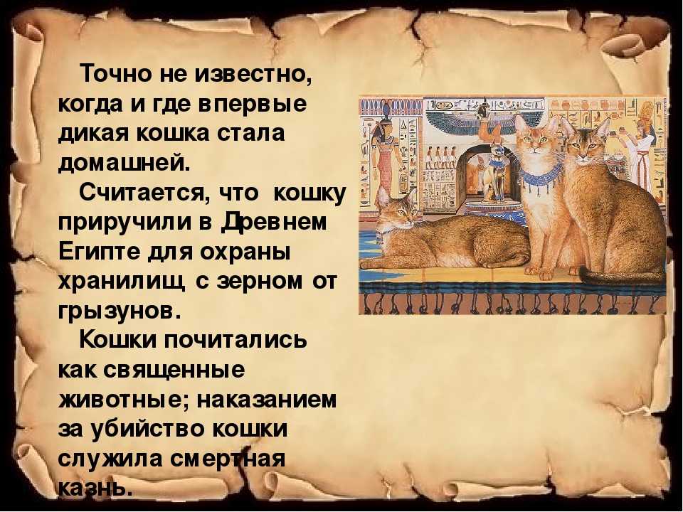 Кошка ашера - история породы, происхождение, мифы - kotiko.ru