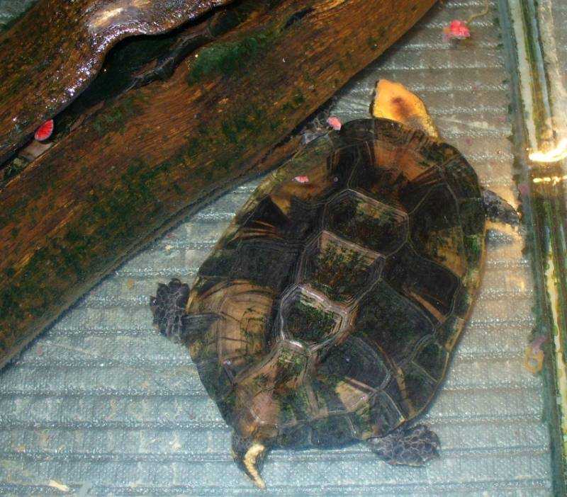 Зелёная черепаха — животное красной книги зелёная черепаха