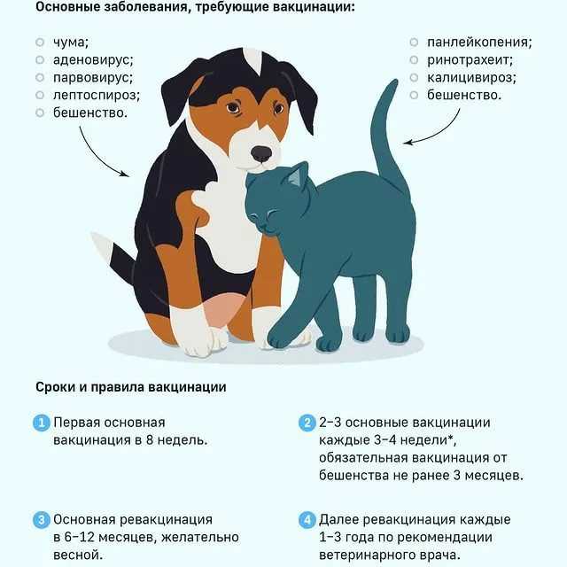 Как глистогонить собаку перед прививкой и зачем