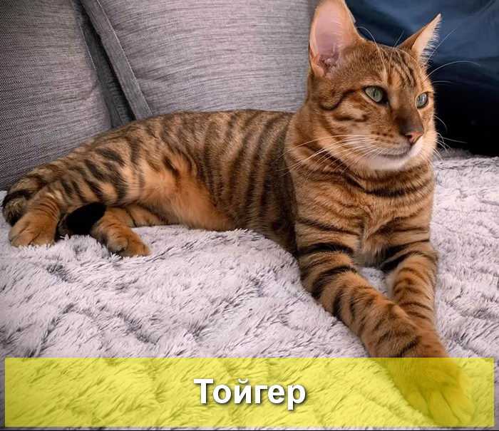 Тойгер: особенности породы кошек, фото, цена котенка, описание внешнего вида, характер, содержание и ухож
