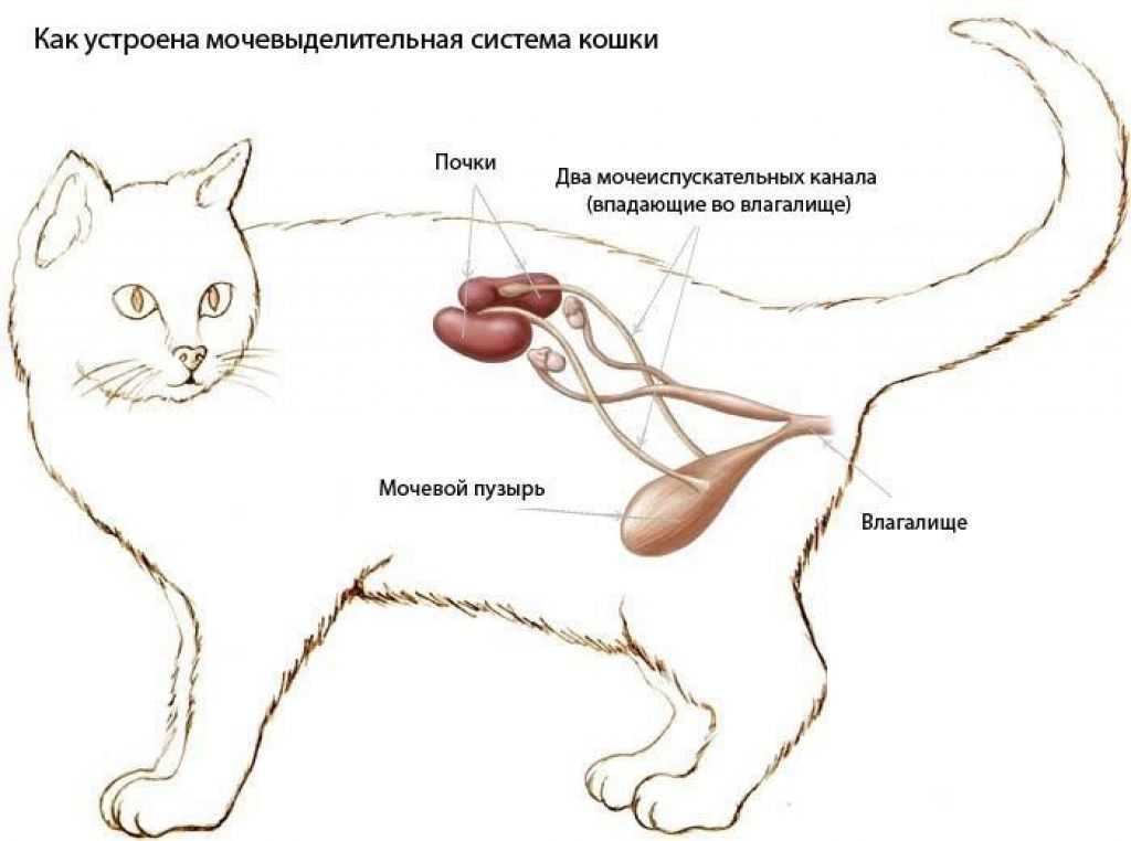 Что такое липидоз печени у кошек, каковы его симптомы, чем лечат животное и насколько опасна болезнь?