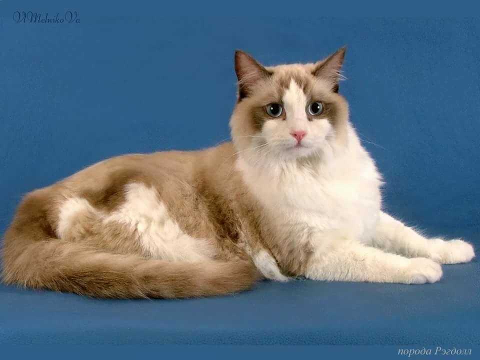 Самые дорогие кошки в мире: рейтинг и названия пород, фотографии котов и отзывы их владельцев