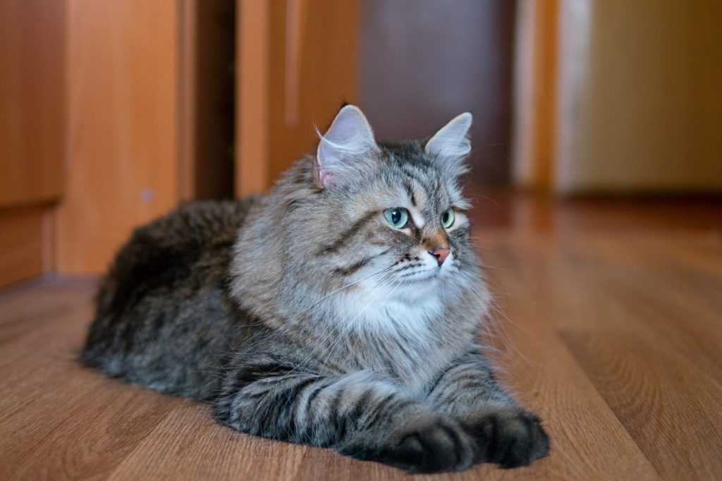 Породы спокойных, ласковых и добрых кошек для содержания в квартире: советы +фото и видео