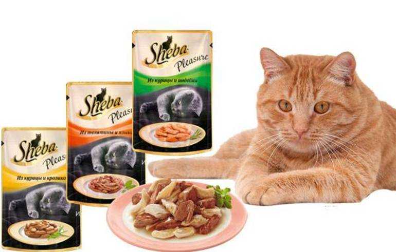 Sheba (шеба): обзор корма для кошек, состав, отзывы