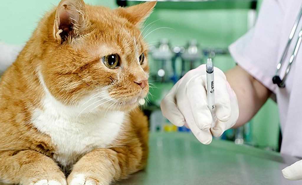 Вирусная панлейкопения кошек. диагностика и лечение панлейкопении кошек | ветпрактика
