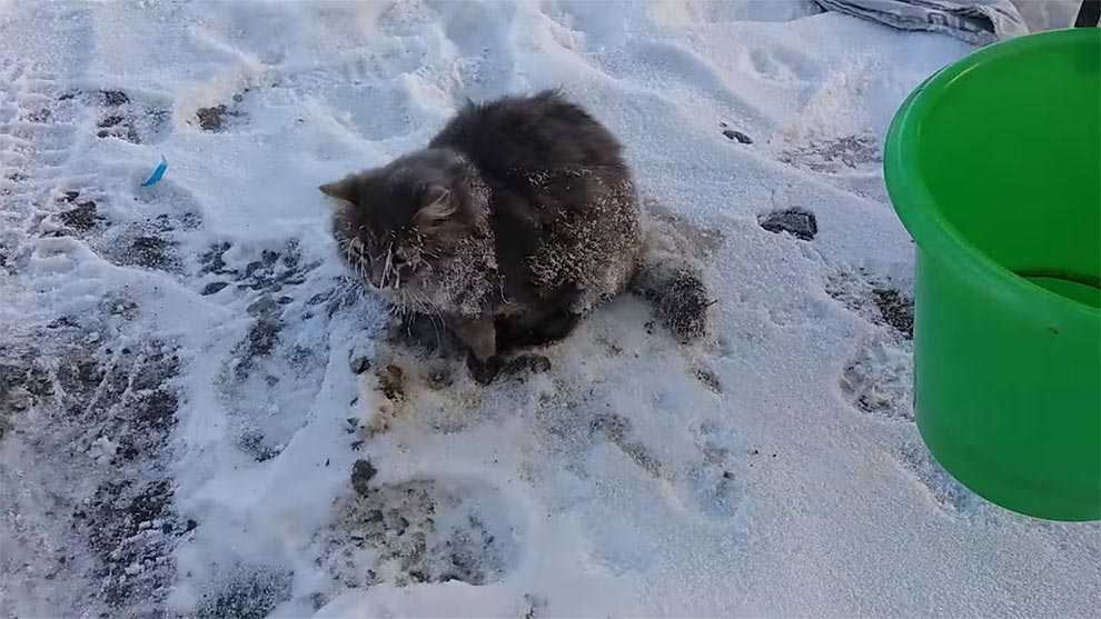 Коты и кошки зимой | свой домик в деревне