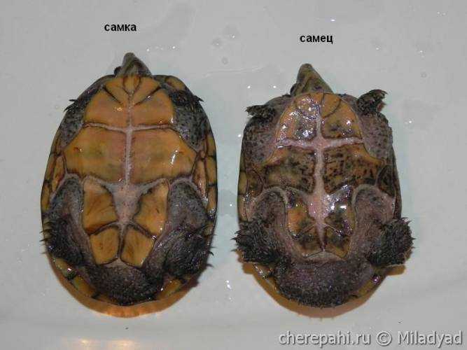 Как определить пол красноухой черепахи в домашних условиях