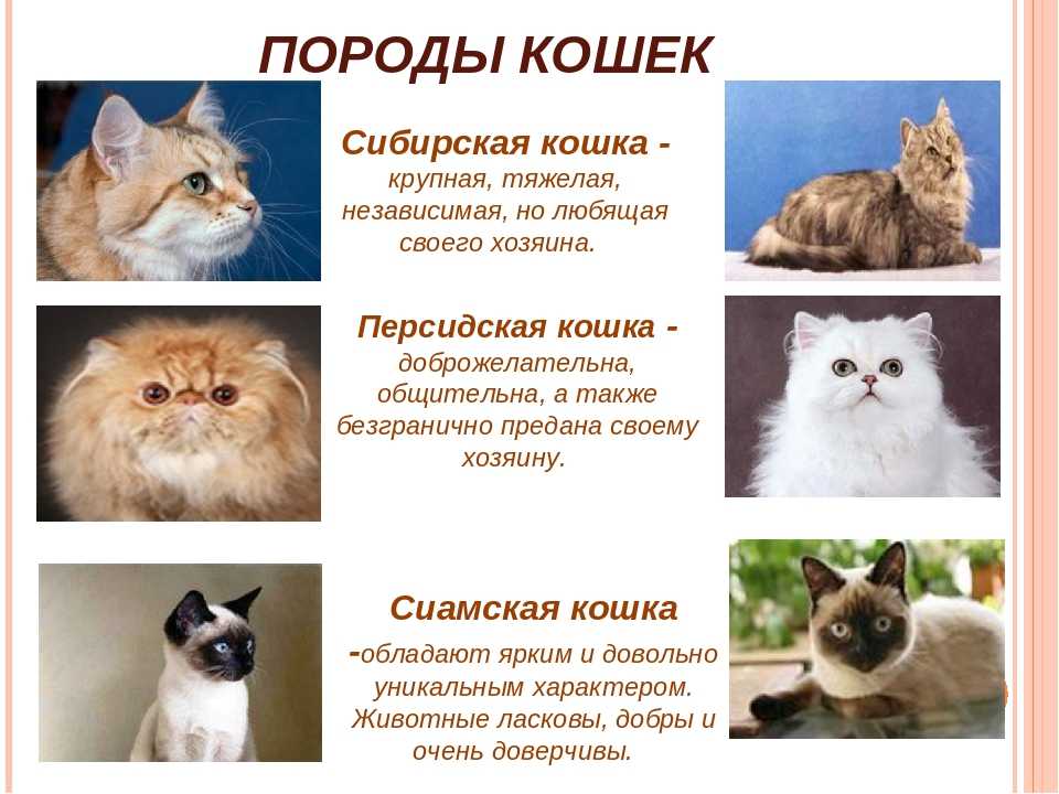 Рагамаффин: порода кошек и цена на котят в россии
