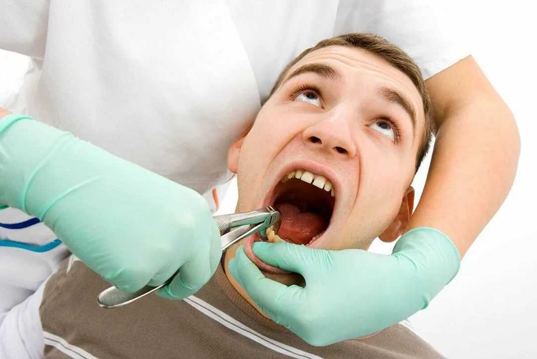 Проблемы с зубами у шиншилл: малокклюзия, стачивание, выпадение и удаление зубов