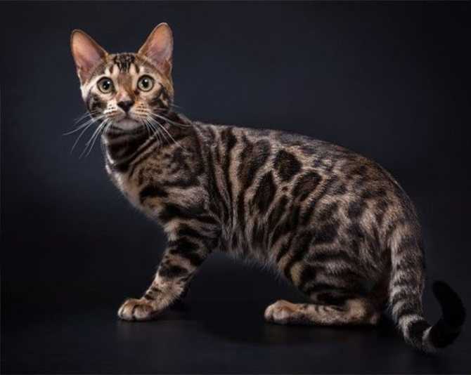Британский полосатый: кот, кошка, котята. фото и описание окраса.