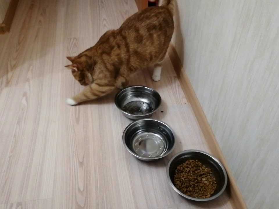 Почему кошка закапывает миску с едой, роет что-то возле миски лапой