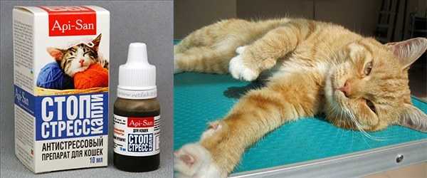Астма кошек. причины возникновения и лечение астмы у кошек