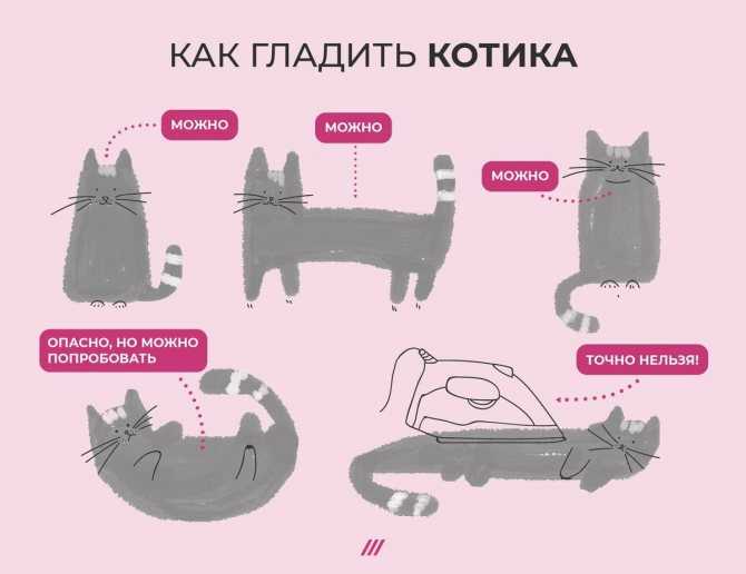 Почему люди так любят кошек и котов: психологические факторы и наиболее распространенные причины, по которым нравятся коты