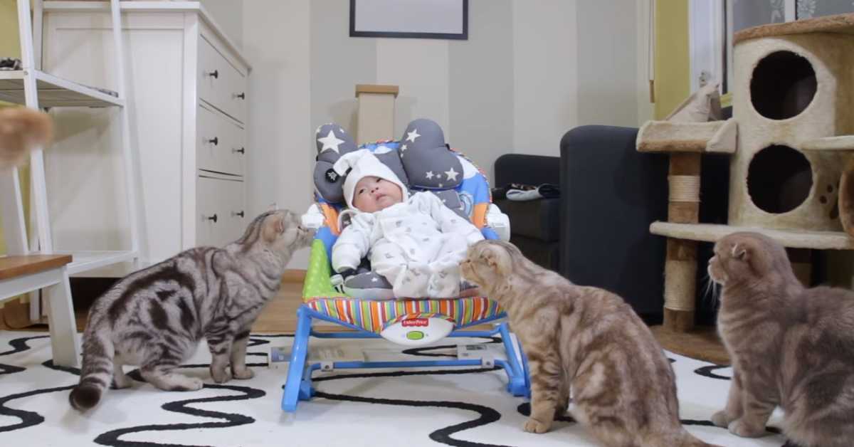 Кошка в доме: как она влияет на воспитание ребёнка?