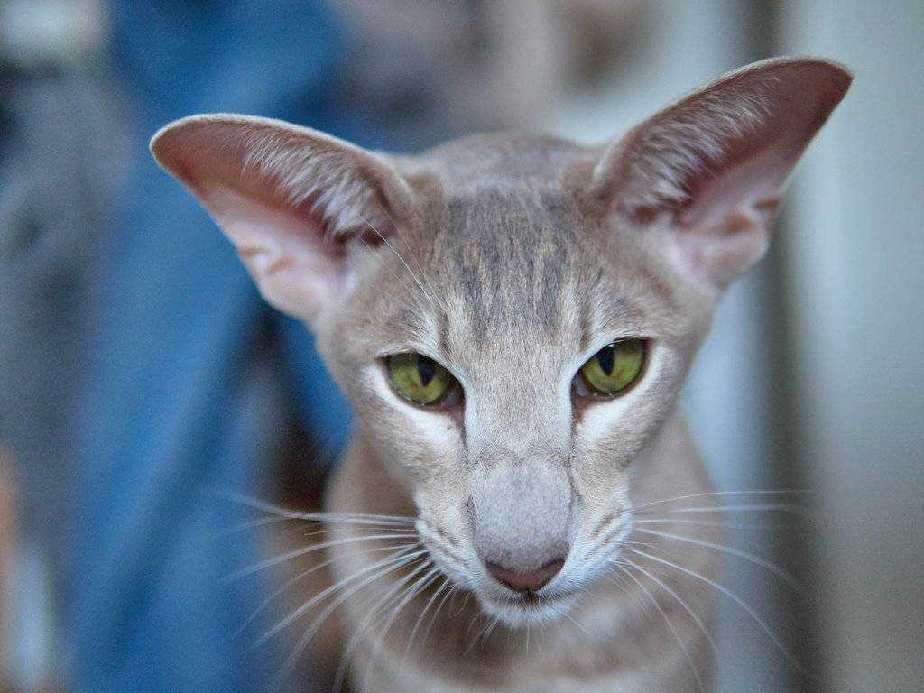 Кошки с большими ушами, порода кошек с большими ушами