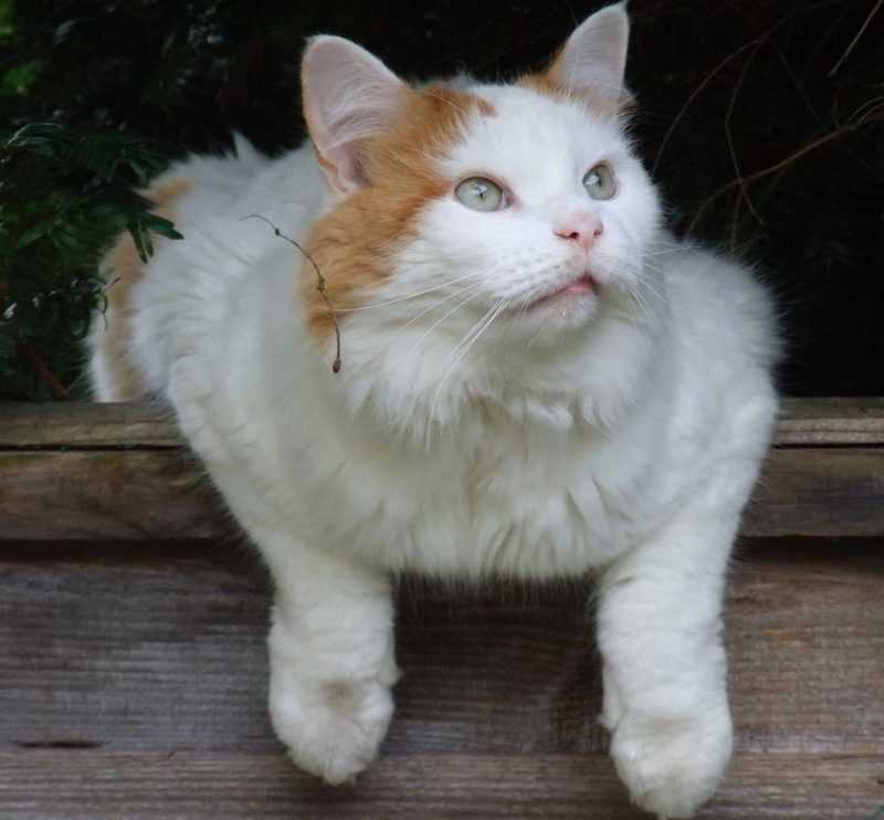 Турецкий ван — кошка, которая обожает воду