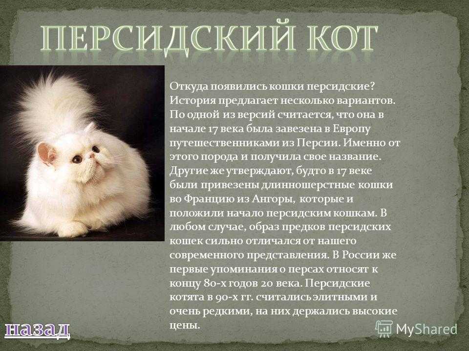 Порода кошек-шантильи тиффани, 25 фото и цена котенка.