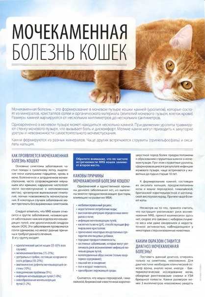 Кормление кошек при мочекаменной болезни