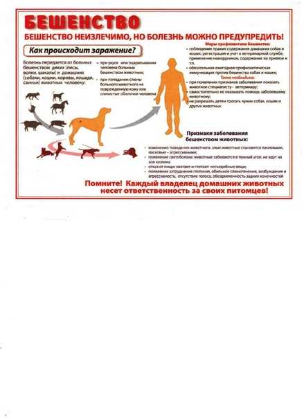 Что такое бешенство и почему опасны укусы или царапины домашних собак и кошек? -  национальный центр хирургии