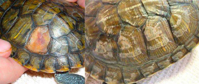 У черепахи проблемы с кожей. что делать и как помочь?!