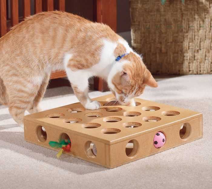 Игрушки для кошек своими руками: топ 10 вариантов с видео