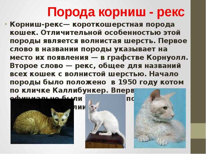 Корниш-рекс: все о кошке, фото, описание породы, характер, цена