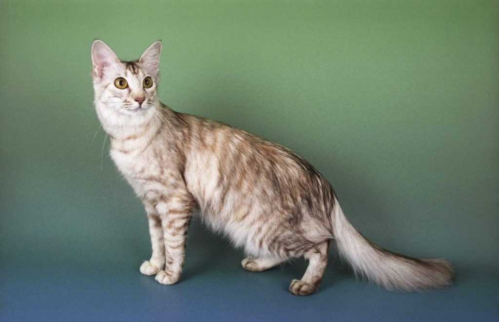 Яванская кошка или яванез