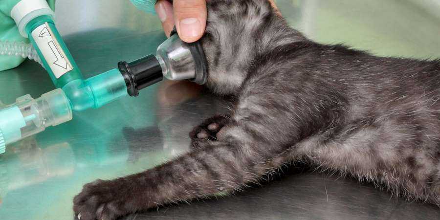 Сколько кошка отходит от наркоза после стерилизации: правильный уход в первые часы