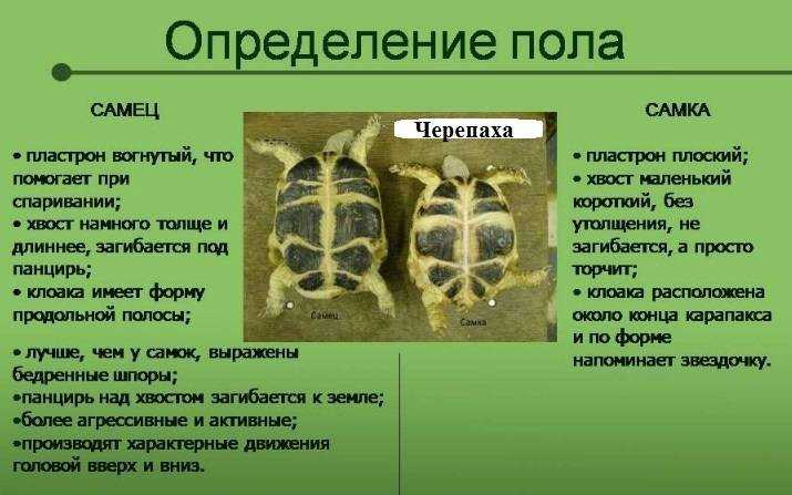 Определение возраста и пола среднеазиатской черепахи, уход за когтями