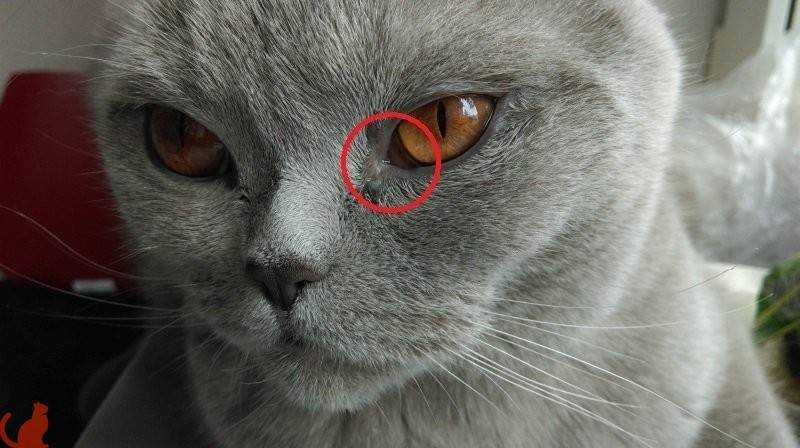 У кошки или собаки опух и слезится глаз: что делать? - здоровье животных | сеть ветеринарных клиник, зоомагазинов, ветаптек в воронеже