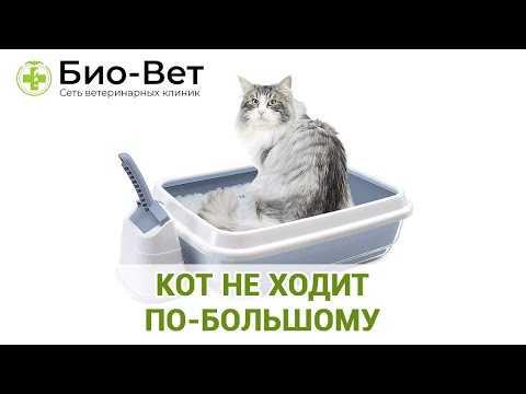 5 причин почему кот не может сходить в туалет - симптомы и лечение - kotiko.ru