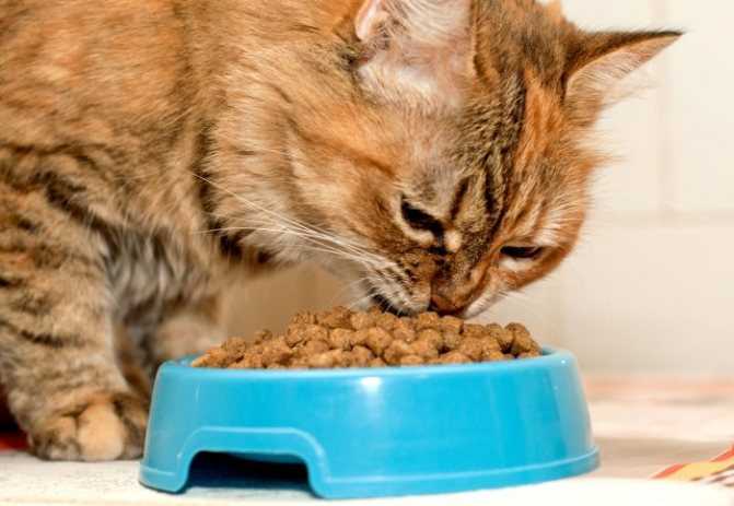 Натуральное кормление кошек: рацион, рекомендованная и запрещенная пища, нормы кбжу, примерное меню на 4 дня, рецепты для натурального питания кошек
