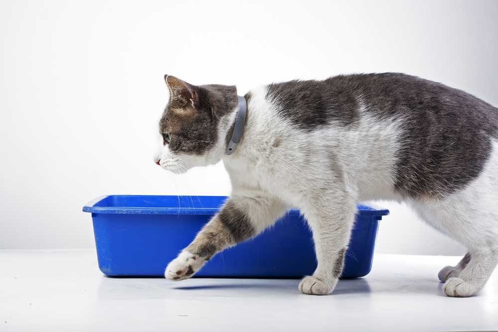 Что делать, если кот перестал ходить в лоток? | блог ветклиники "беланта"