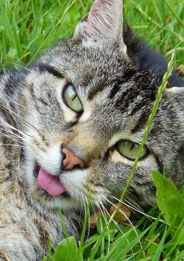 Кошка дышит с высунутым языком | фото, кончик языка, причины, что делать