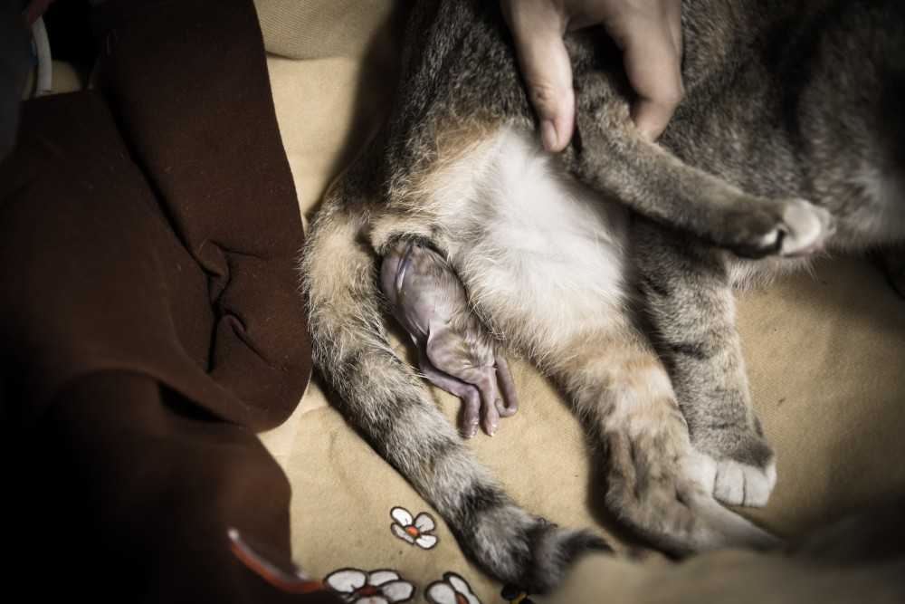 У кошки родился мертвый котенок: причины и что делать хозяину