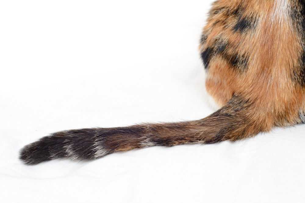 Почему у кошки шершавый язык Особенности строения и функции кошачьего языка: зачем он нужен. Подробнее читайте в нашей статье про язык кошек.